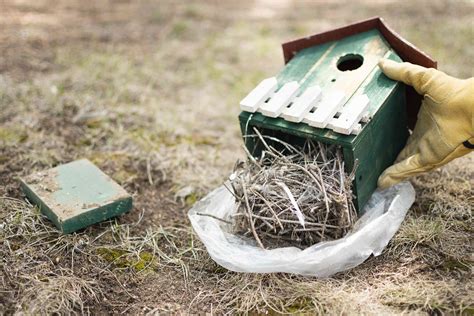 how to clean a birdhouse